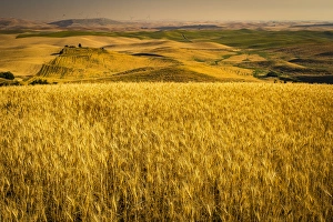 USA, Washington, rolling farmland, harvest time USA, Washington, rolling farmland, harvest time