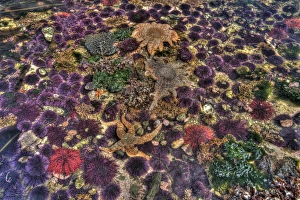 USA, Washington, Salt Creek. Tidepool with marine life USA, Washington, Salt Creek. Tidepool with marine life