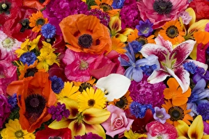 USA, Washington, Sammamish, An Array of Color USA, Washington, Sammamish, An Array of Color