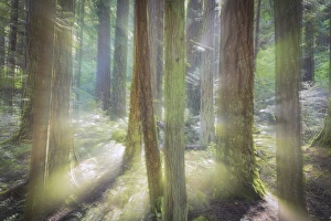 USA, Washington, Scenic Beach State Park. Blurred forest scene in sunlight. Credit as USA, Washington, Scenic Beach State Park. Blurred forest scene in sunlight. Credit as
