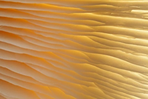 USA, Washington, Seabeck. Abstract of mushroom plant USA, Washington, Seabeck. Abstract of mushroom plant