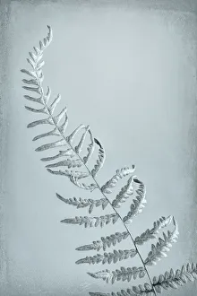 USA, Washington, Seabeck. Bracken fern abstract USA, Washington, Seabeck. Bracken fern abstract