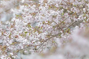 USA, Washington, Seabeck. Cherry tree blossoms USA, Washington, Seabeck. Cherry tree blossoms
