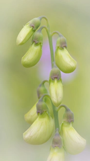 USA, Washington, Seabeck. Close-up of sweet pea buds USA, Washington, Seabeck. Close-up of sweet pea buds