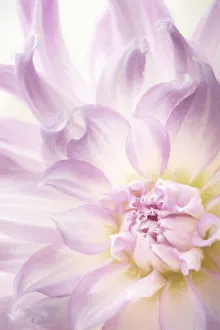USA, Washington, Seabeck. Dahlia blossom close-up USA, Washington, Seabeck. Dahlia blossom close-up
