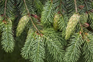 USA, Washington, Seabeck. Detail of Douglas fir cones USA, Washington, Seabeck. Detail of Douglas fir cones