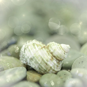 USA, Washington, Seabeck. Sea shell and beach rocks USA, Washington, Seabeck. Sea shell and beach rocks