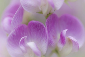 USA, Washington, Seabeck. Detail of sweet pea blossoms USA, Washington, Seabeck. Detail of sweet pea blossoms