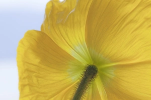 USA, Washington, Seabeck. Underside of poppy flower USA, Washington, Seabeck. Underside of poppy flower