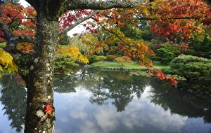 USA, Washington, Seattle, Arboretum, Japanese Garden USA, Washington, Seattle, Arboretum, Japanese Garden