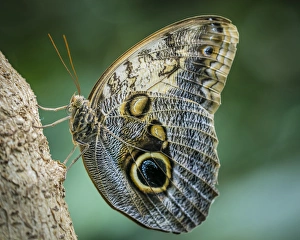 USA, Washington, Seattle. Close-up of owl butterfly USA, Washington, Seattle. Close-up of owl butterfly