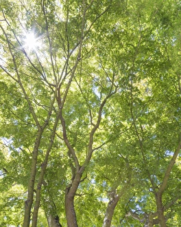 USA, Washington, Seattle. Sun shining through maple trees USA, Washington, Seattle. Sun shining through maple trees