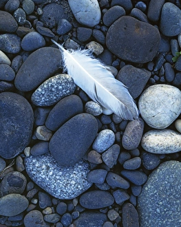 USA, Washington, Snake River gravel bar, Hells Canyon, Gull feather and stones USA, Washington, Snake River gravel bar, Hells Canyon, Gull feather and stones
