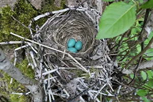 USA, Washington State. Three American Robin, Turdus migratorius, sky blue eggs in USA, Washington State. Three American Robin, Turdus migratorius, sky blue eggs in