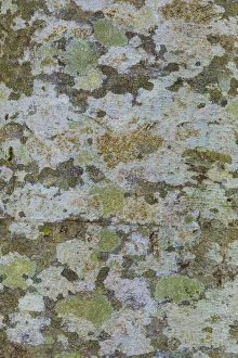 USA, Washington State, Bainbridge Island. Lichens on alder tree trunk. Credit as USA, Washington State, Bainbridge Island. Lichens on alder tree trunk. Credit as