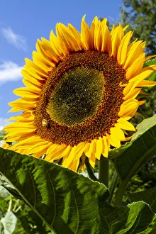 USA, Washington State, Bremerton. Bee on a large sunflower USA, Washington State, Bremerton. Bee on a large sunflower