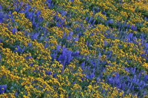 USA, Washington State, Columbia Hills State Park. Wildflowers bloom on hillside. Credit as USA, Washington State, Columbia Hills State Park. Wildflowers bloom on hillside. Credit as