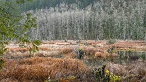 USA, Washington State, Gold Creek Beaver Pond. Winter panoramic of marsh and forest USA, Washington State, Gold Creek Beaver Pond. Winter panoramic of marsh and forest
