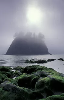 Images Dated 7th March 2005: USA, Washington State, LaPush, Second Beach. Seastack in fog
