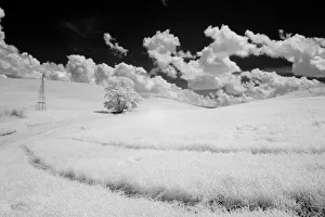 USA, Washington State, Lone tree in field of wheat USA, Washington State, Lone tree in field of wheat