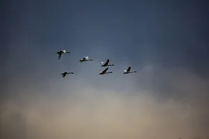 USA, Washington State, Mount Vernon. Canadian snow geese USA, Washington State, Mount Vernon. Canadian snow geese