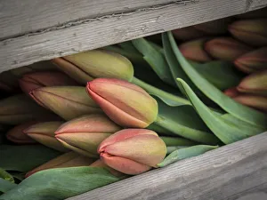 Usa, Washington State, Mt. Vernon. Cut red tulips in wood crate at Skagit Valley Tulip Usa, Washington State, Mt. Vernon. Cut red tulips in wood crate at Skagit Valley Tulip