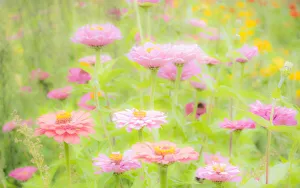 USA, Washington State, Oakville, Pacific Northwest zinnia flower USA, Washington State, Oakville, Pacific Northwest zinnia flower
