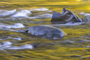 USA, Washington State, Olympic National Park. Golden river reflections from sunlit maple trees USA, Washington State, Olympic National Park. Golden river reflections from sunlit maple trees