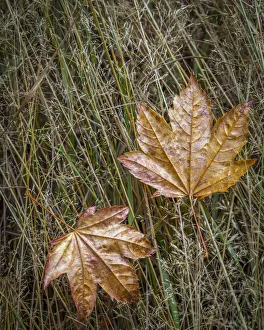 USA, Washington State, Olympic National Park. Vine maple leaves in meadow grasses USA, Washington State, Olympic National Park. Vine maple leaves in meadow grasses