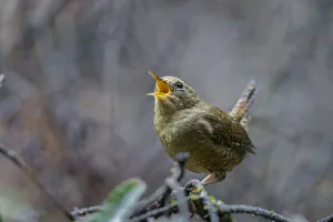 USA, Washington State. Pacific Wren, Troglodytes pacificus, singing from a perch USA, Washington State. Pacific Wren, Troglodytes pacificus, singing from a perch