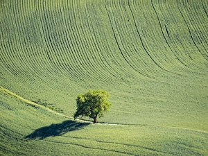 USA, Washington state, Palouse, Whitman County USA, Washington state, Palouse, Whitman County