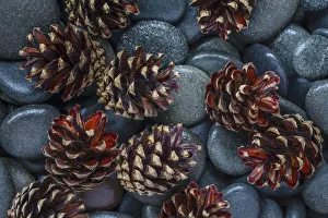 USA, Washington State, Seabeck. Pine cones and stones detail USA, Washington State, Seabeck. Pine cones and stones detail
