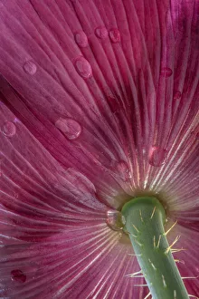 USA, Washington State, Seabeck. Bottom of poppy blossom USA, Washington State, Seabeck. Bottom of poppy blossom