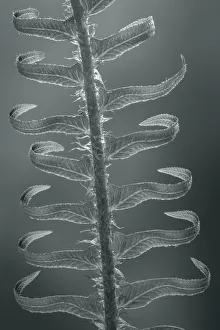 USA, Washington State, Seabeck. Sword fern in spring USA, Washington State, Seabeck. Sword fern in spring