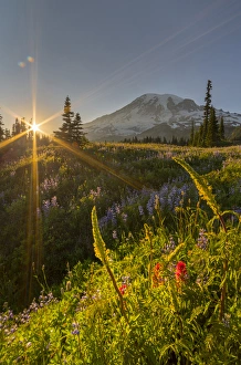 USA, Washington State. Starburst setting sun, subalpine wildflowers and Mt USA, Washington State. Starburst setting sun, subalpine wildflowers and Mt