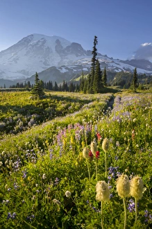 USA, Washington State. Subalpine pasque flower, paintbrush and lupine wildflowers and Mt USA, Washington State. Subalpine pasque flower, paintbrush and lupine wildflowers and Mt
