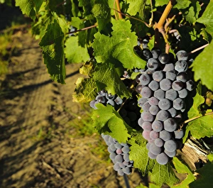 USA, Washington, Wahluke Slope AVA. The Wahluke Slope AVA produces grapes like Cabernet USA, Washington, Wahluke Slope AVA. The Wahluke Slope AVA produces grapes like Cabernet