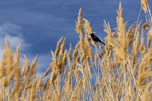 USA, Washington, Walla Walla County. McNary National Wildlife Refuge, Red-winged USA, Washington, Walla Walla County. McNary National Wildlife Refuge, Red-winged