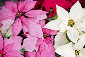 USA, Washington, Woodinville, Molbaks Nursery, Poinsettia Festival USA, Washington, Woodinville, Molbaks Nursery, Poinsettia Festival