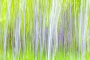 USA, Washington, Yakima River Trail. Abstract of aspen trees USA, Washington, Yakima River Trail. Abstract of aspen trees
