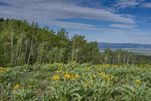 USA, Wyoming. Arrowleaf balsamroot wildflowers and Aspen Trees in meadow USA, Wyoming. Arrowleaf balsamroot wildflowers and Aspen Trees in meadow