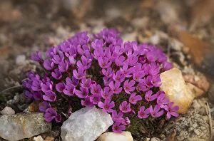 USA, Wyoming, Beartooth Mountains. Moss campion wildflower close-up USA, Wyoming, Beartooth Mountains. Moss campion wildflower close-up