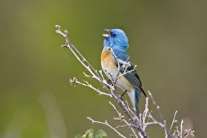USA, Wyoming, Bighorn National Recreation Area, Lazuli Bunting (Passerina amoena) USA, Wyoming, Bighorn National Recreation Area, Lazuli Bunting (Passerina amoena)