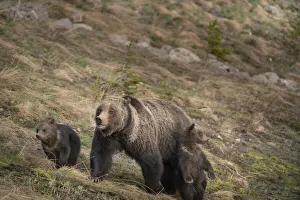 USA, Wyoming, Bridger-Teton National Forest. Grizzly bear sow with spring cubs USA, Wyoming, Bridger-Teton National Forest. Grizzly bear sow with spring cubs