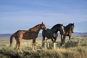USA, Wyoming. Close-up of wild horses in field USA, Wyoming. Close-up of wild horses in field