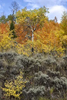 USA, Wyoming. Colorful autumn foliage, Grand Teton National Park USA, Wyoming. Colorful autumn foliage, Grand Teton National Park