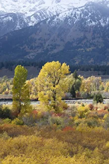 USA, Wyoming. Colorful autumn foliage along the Snake River, Grand Teton National Park USA, Wyoming. Colorful autumn foliage along the Snake River, Grand Teton National Park