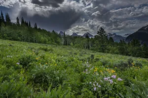 USA, Wyoming. Dramatic clouds and wildflowers in meadow west side of Teton Mountains USA, Wyoming. Dramatic clouds and wildflowers in meadow west side of Teton Mountains