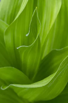 USA, Wyoming. False Hellebore leaves detail, Teton National Forest USA, Wyoming. False Hellebore leaves detail, Teton National Forest
