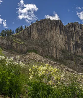 USA, Wyoming. Field of Columbine wildflowers, and mountain, Jedediah Smith Wilderness USA, Wyoming. Field of Columbine wildflowers, and mountain, Jedediah Smith Wilderness